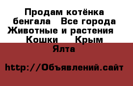 Продам котёнка бенгала - Все города Животные и растения » Кошки   . Крым,Ялта